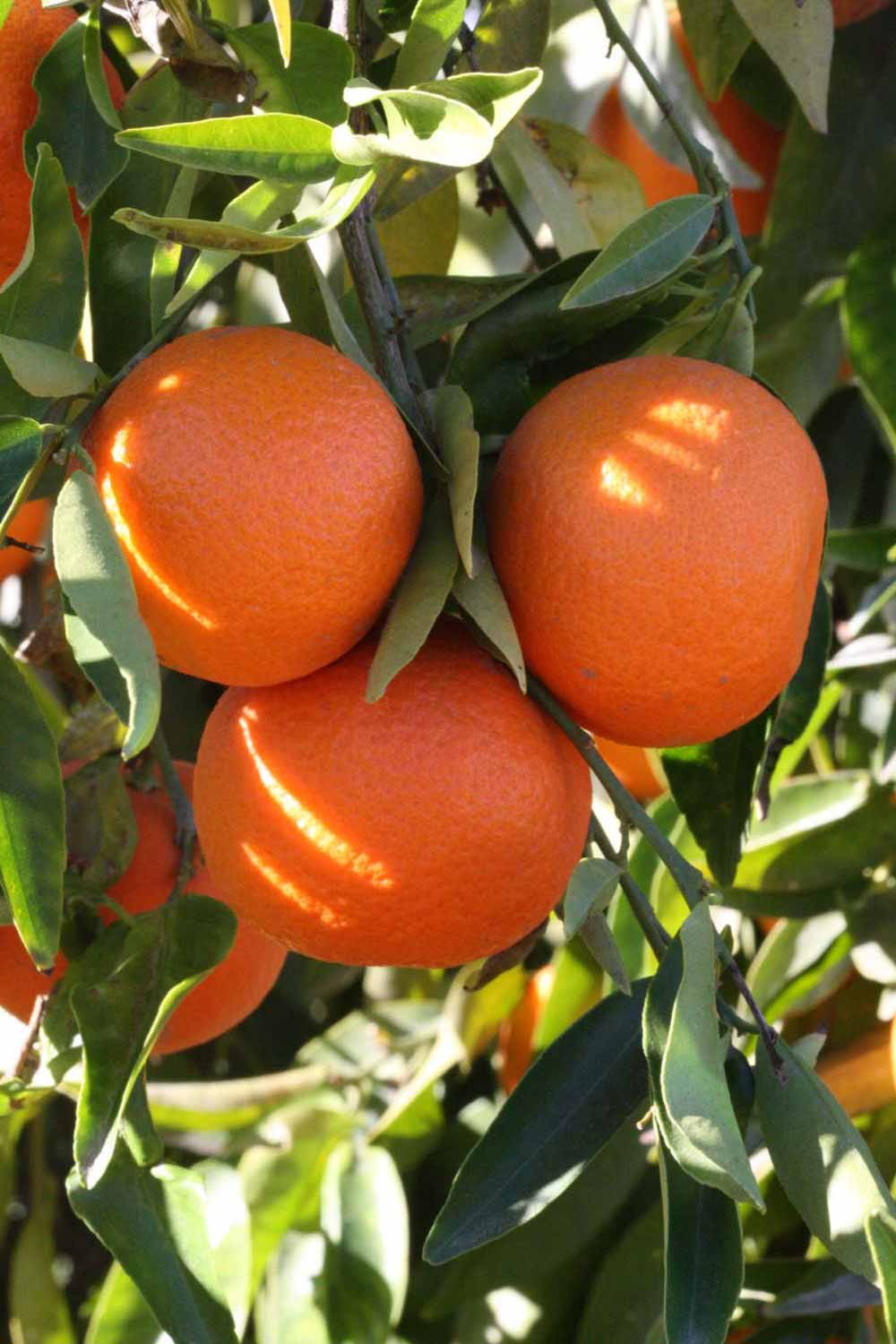              Fruit (SRA 92, Riverside, CA)       